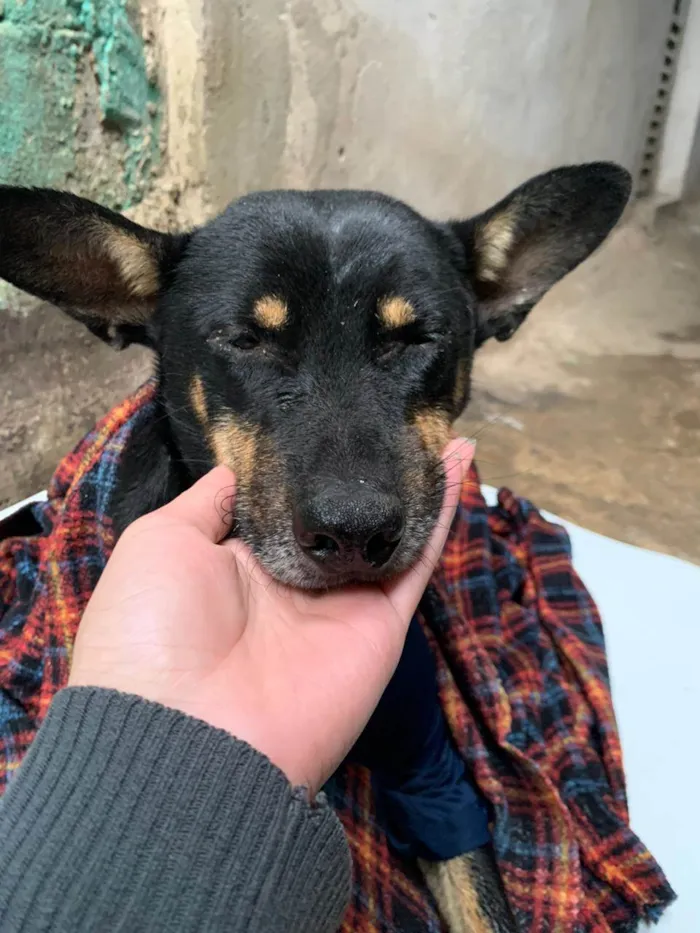 Cachorro ra a  idade  nome Adriana