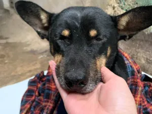 Cachorro raça  idade  nome Adriana