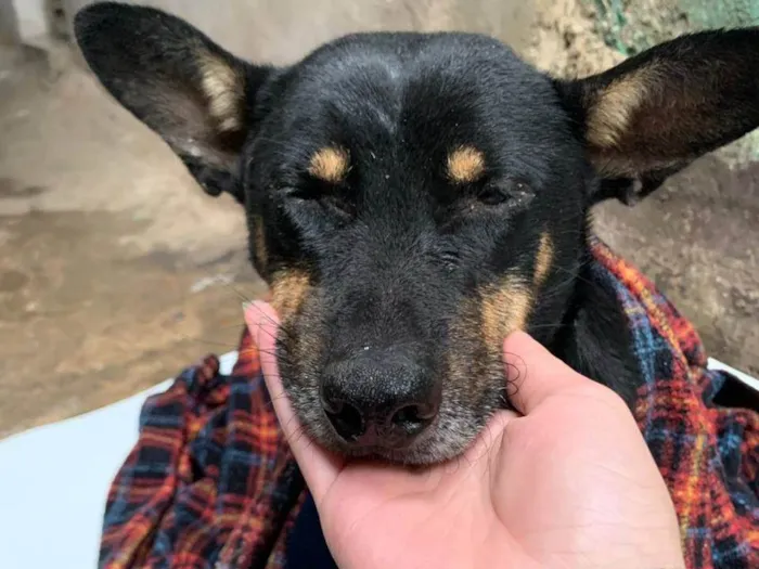 Cachorro ra a  idade  nome Adriana