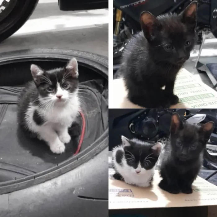 Gato ra a  idade Abaixo de 2 meses nome Sem nome