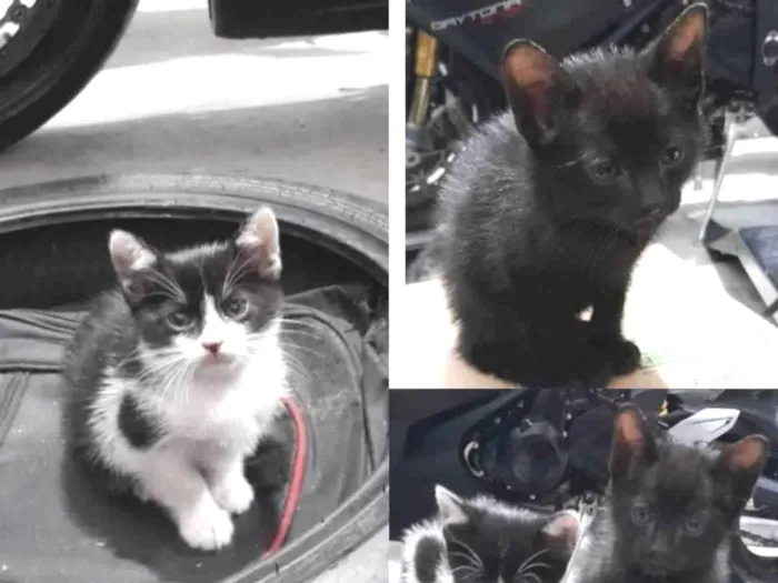 Gato ra a  idade Abaixo de 2 meses nome Sem nome