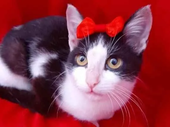 Gato ra a  Sem raça definida idade 2 a 6 meses nome Sem nome 