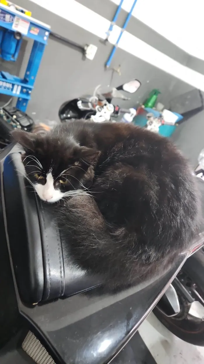 Gato ra a Preto e Branco idade 7 a 11 meses nome Frajola