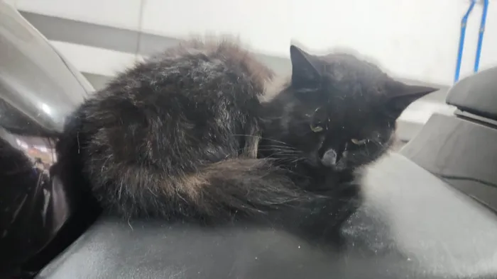 Gato ra a  idade 1 ano nome Pretinha