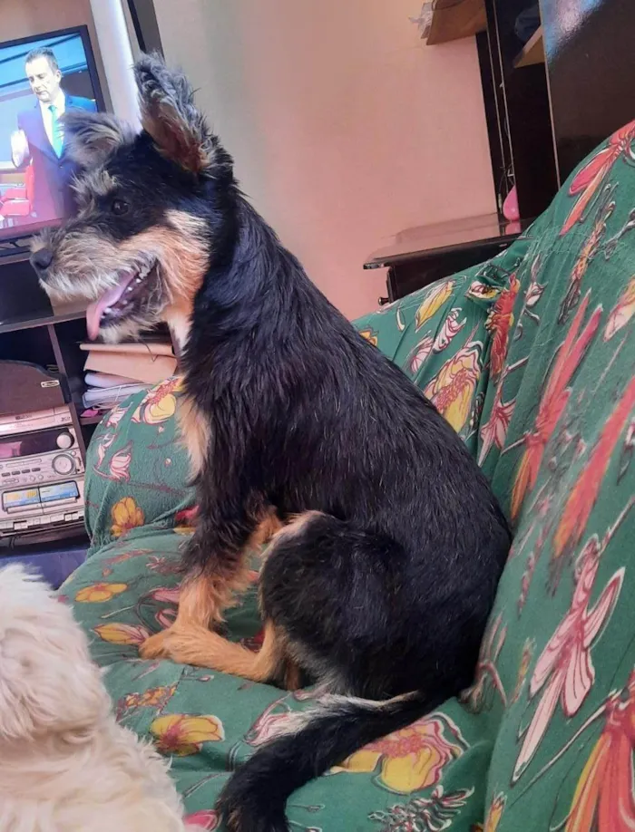 Cachorro raça SRD-ViraLata idade 1 ano nome Chloé Marie
