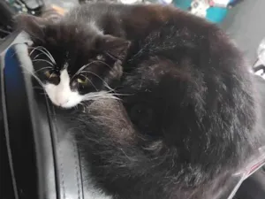 Gato raça Preto e Branco idade 7 a 11 meses nome Frajola