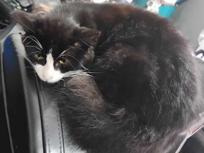 Gato ra a Preto e Branco idade 7 a 11 meses nome Frajola