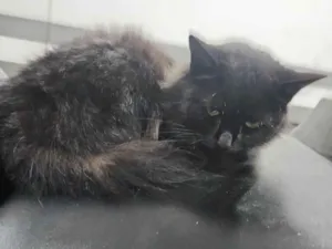 Gato raça  idade 1 ano nome Pretinha