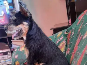 Cachorro raça SRD-ViraLata idade 1 ano nome Chloé Marie