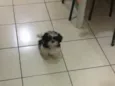 Apolo