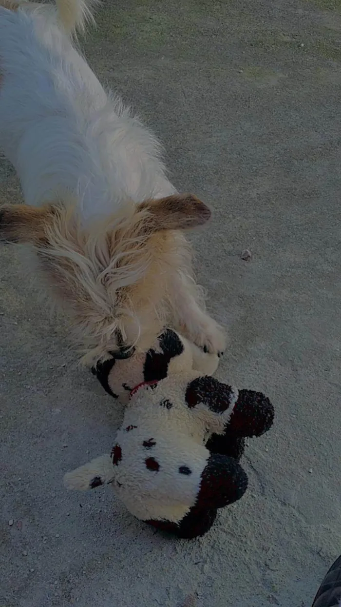 Cachorro ra a SRD-ViraLata idade 2 anos nome Teddy
