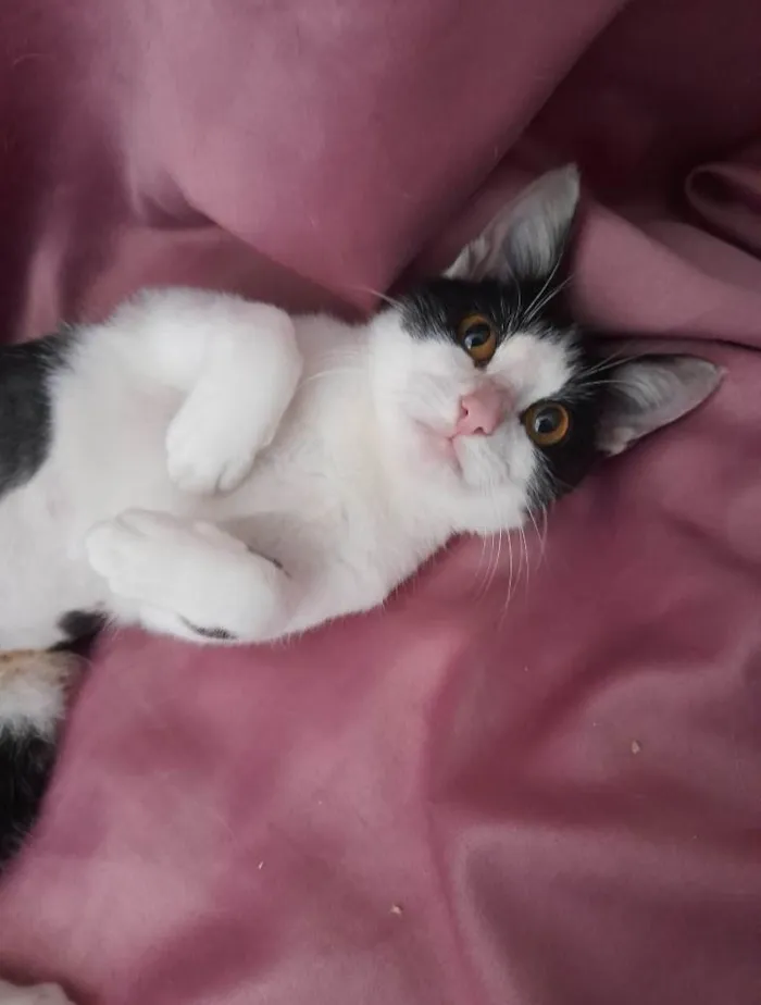 Gato ra a  Sem raça definida idade 2 a 6 meses nome Sem nome 