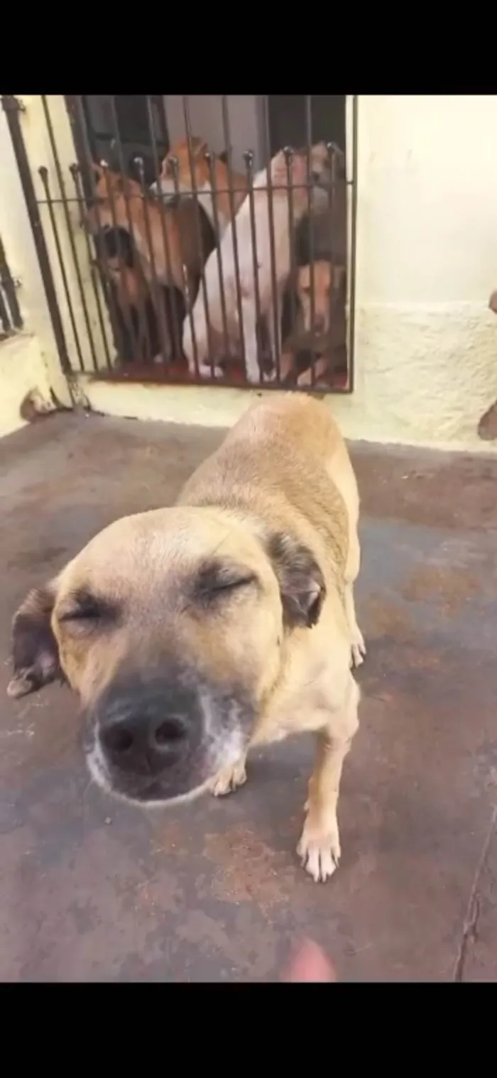 Cachorro ra a Srd idade 6 ou mais anos nome Valente 