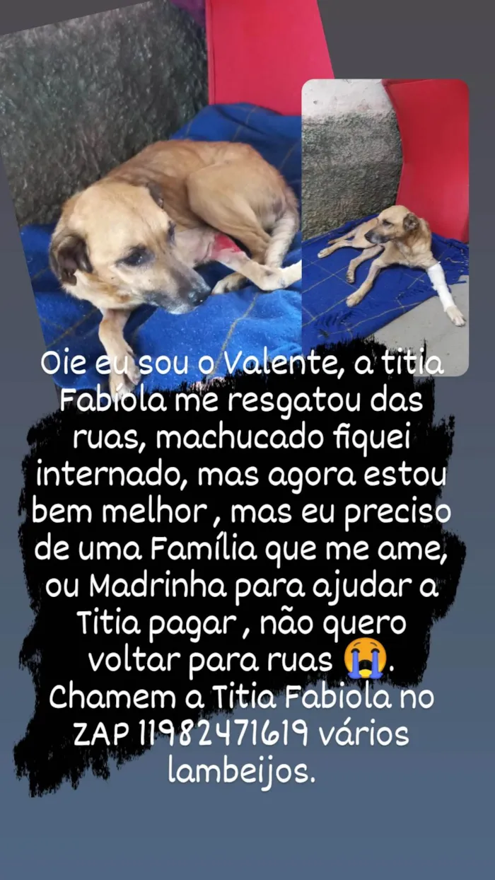 Cachorro ra a Srd idade 6 ou mais anos nome Valente 