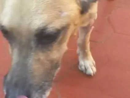 Cachorro ra a Srd idade 6 ou mais anos nome Valente 