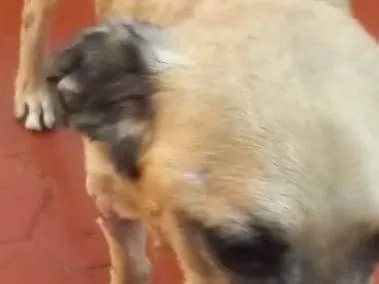 Cachorro ra a Srd idade 6 ou mais anos nome Valente 