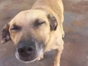 Cachorro raça Srd idade 6 ou mais anos nome Valente 