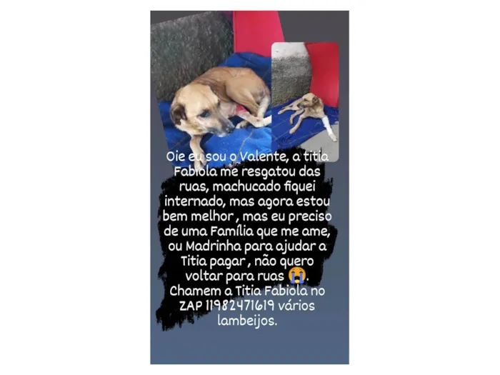 Cachorro ra a Srd idade 6 ou mais anos nome Valente 