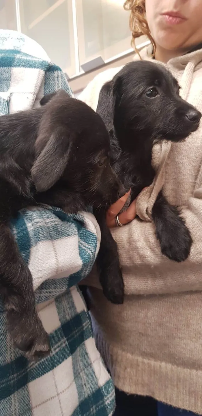 Cachorro ra a SRD-ViraLata idade 2 a 6 meses nome Filhotes Márcia