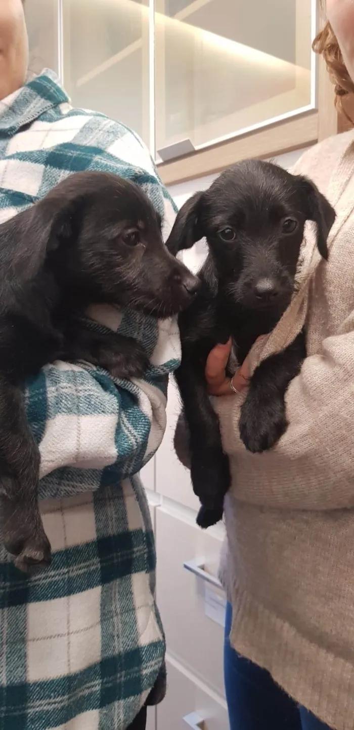 Cachorro ra a SRD-ViraLata idade 2 a 6 meses nome Filhotes Márcia