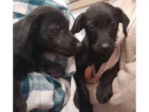 Cachorro raça SRD-ViraLata idade 2 a 6 meses nome Filhotes Márcia