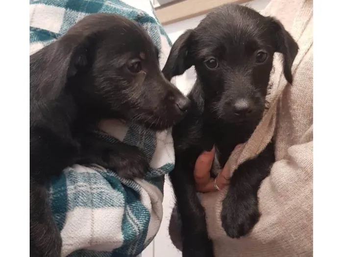 Cachorro ra a SRD-ViraLata idade 2 a 6 meses nome Filhotes Márcia