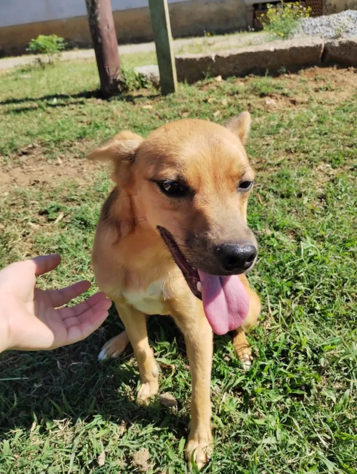 Cachorro ra a  idade 1 ano nome Scooby (macho) Pintada (fêmea)