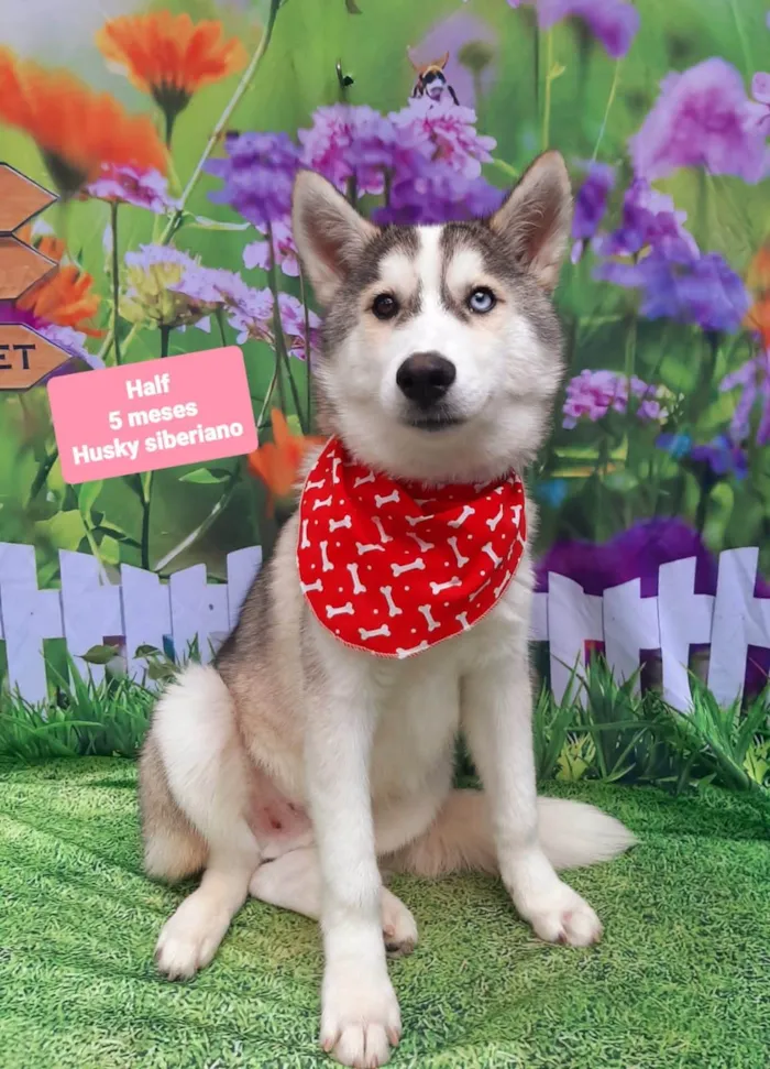 Cachorro raça Husky Siberiano idade 2 a 6 meses nome Half 