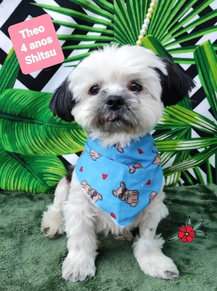 Cachorro raça Shitzu idade 4 anos nome Theo