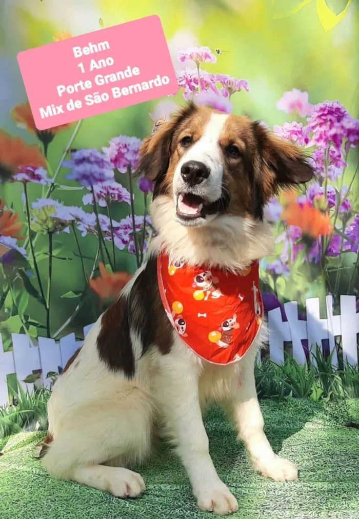 Cachorro raça São Bernardo  idade 1 ano nome Behm 