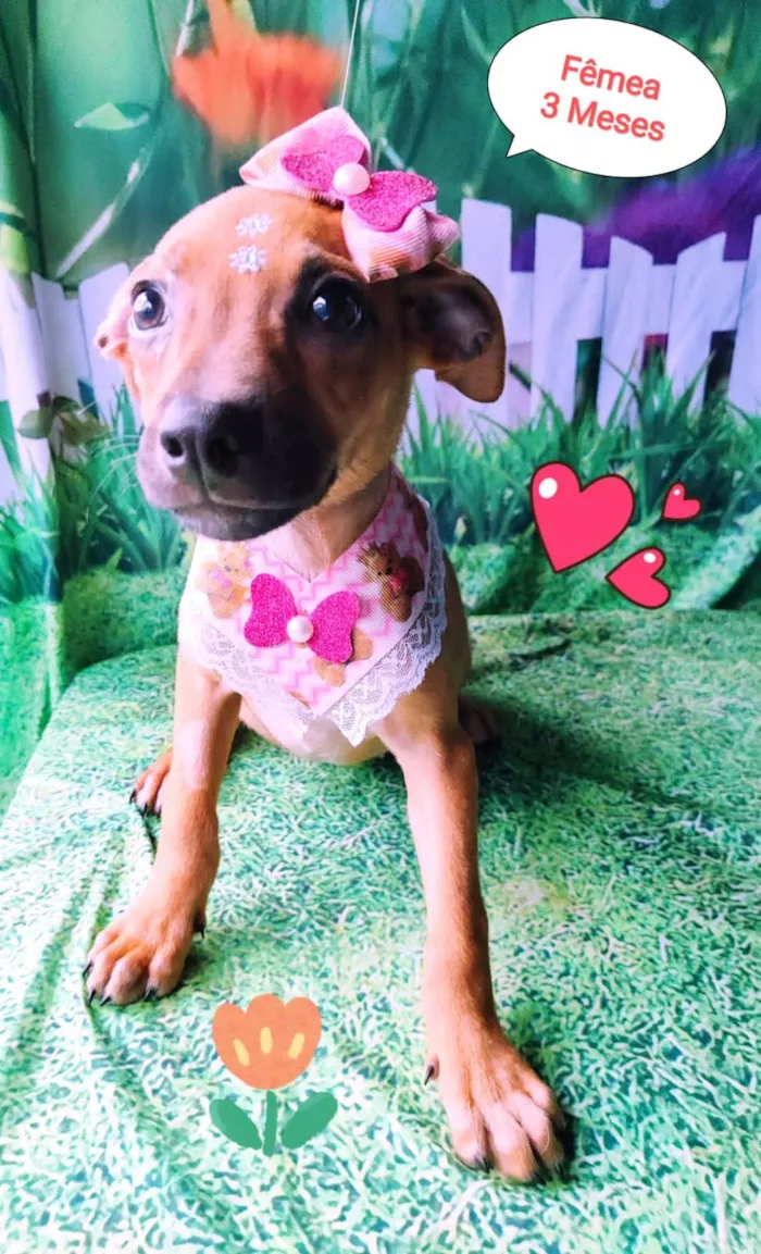 Cachorro raça SRD-ViraLata idade 2 a 6 meses nome Lulu