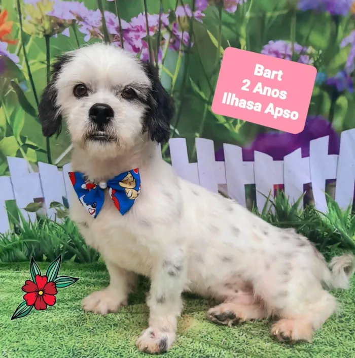 Cachorro raça Lhasa Apso idade 2 anos nome Bart