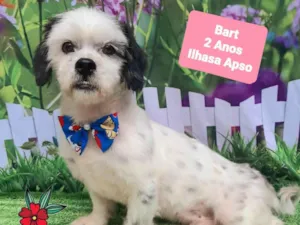 Cachorro raça Lhasa Apso idade 2 anos nome Bart