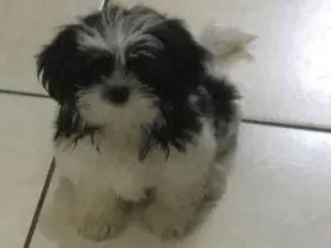 Cachorro raça Shitzu idade 7 a 11 meses nome Apolo