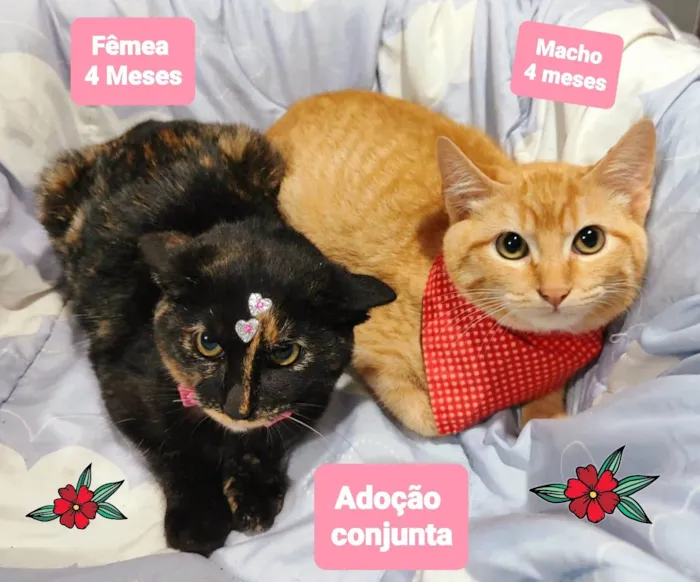 Gato raça SRD-ViraLata idade 2 a 6 meses nome Baby e bob