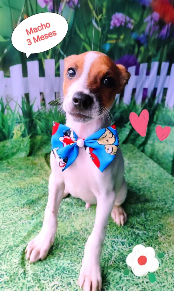 Cachorro raça SRD-ViraLata idade 2 a 6 meses nome Yago