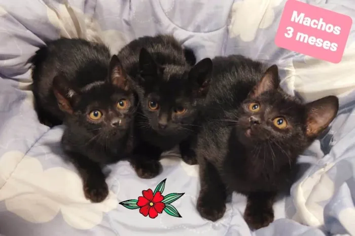 Gato raça SRD-ViraLata idade 2 a 6 meses nome Gatos 