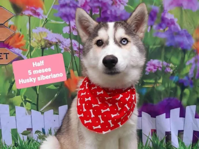 Cachorro raça Husky Siberiano idade 2 a 6 meses nome Half 