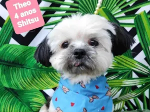 Cachorro raça Shitzu idade 4 anos nome Theo
