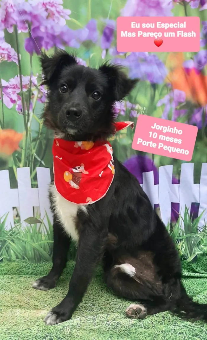 Cachorro raça SRD-ViraLata idade 7 a 11 meses nome Jorginho