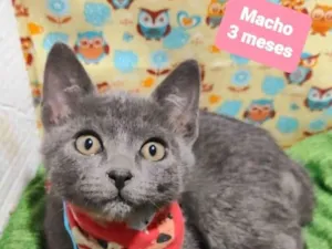 Gato raça SRD-ViraLata idade 2 a 6 meses nome Tico