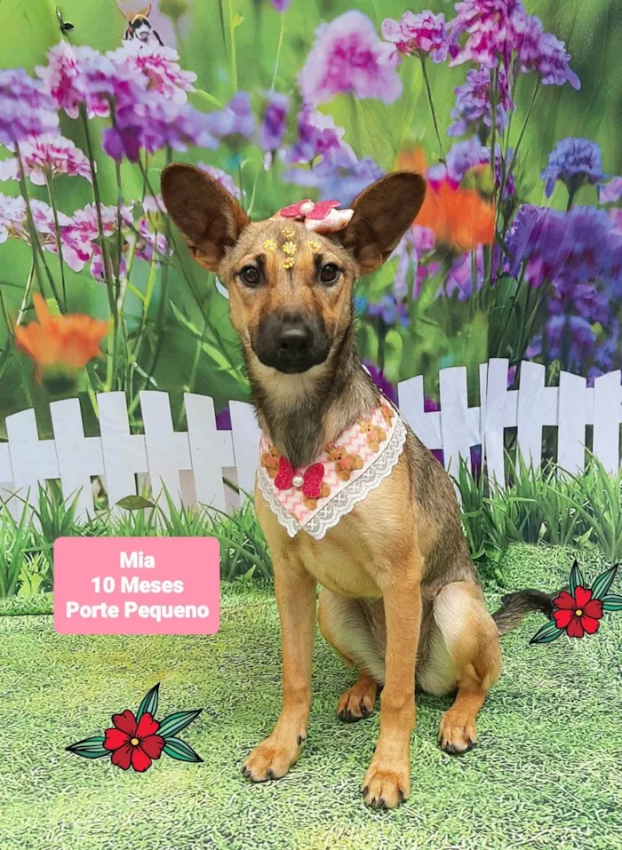 Cachorro raça SRD-ViraLata idade 2 a 6 meses nome Mia
