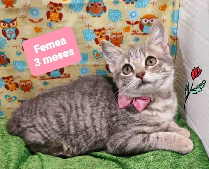 Gato raça SRD-ViraLata idade 2 a 6 meses nome Sofia