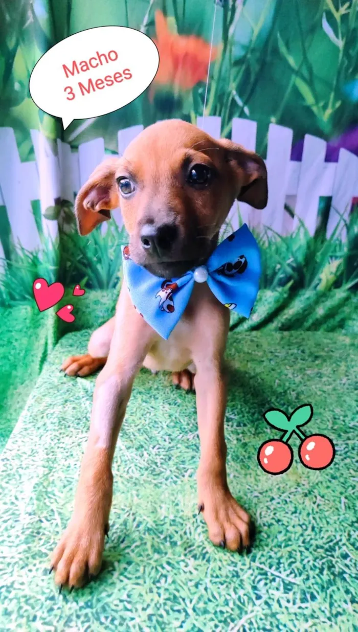 Cachorro raça SRD-ViraLata idade 2 a 6 meses nome Nick 