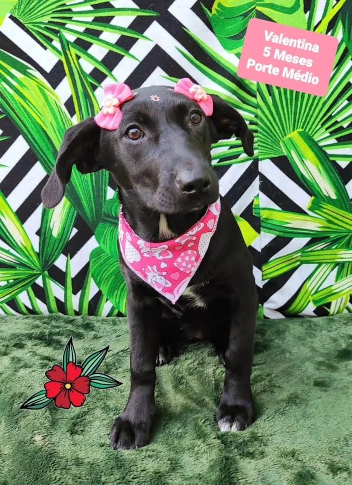 Cachorro raça SRD-ViraLata idade 2 a 6 meses nome Valentina