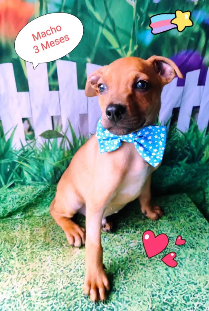 Cachorro raça SRD-ViraLata idade 2 a 6 meses nome Beto