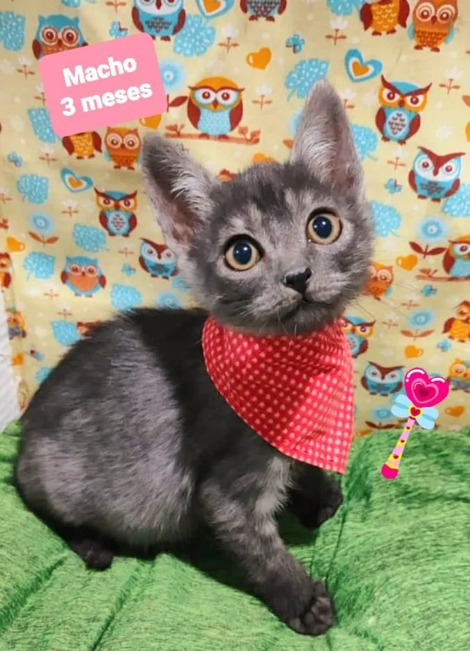 Gato raça SRD-ViraLata idade 2 a 6 meses nome Weber 