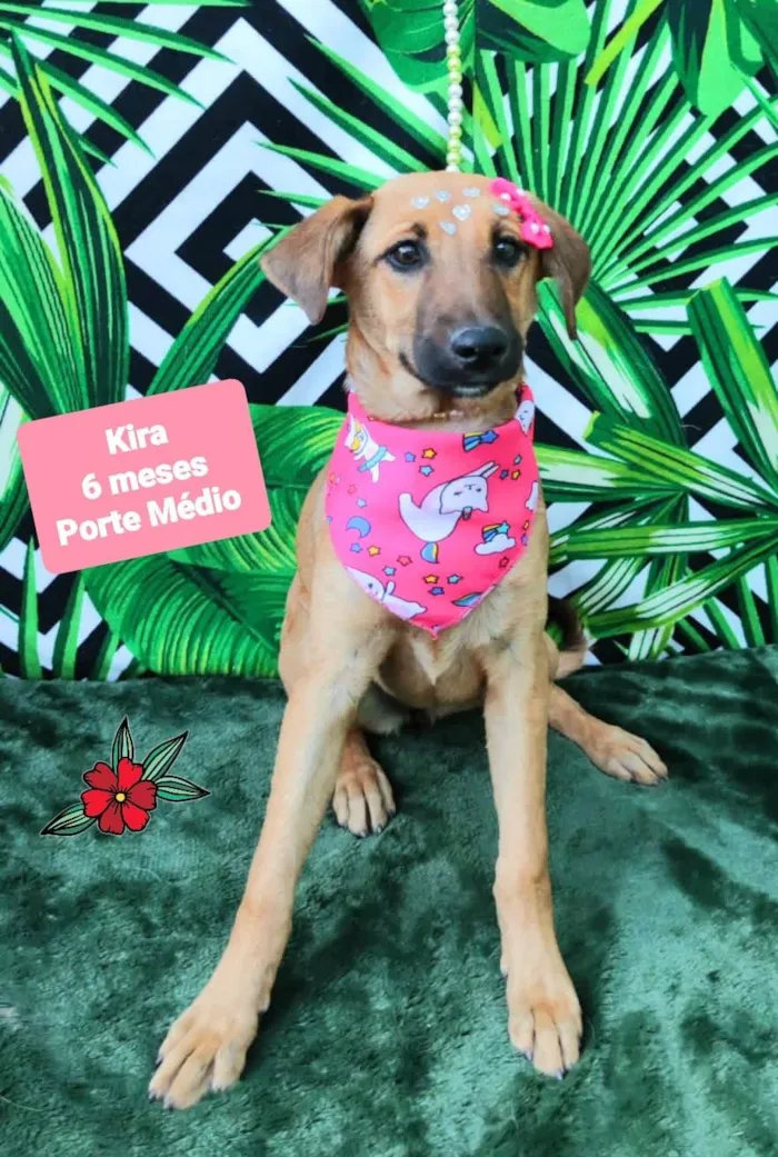 Cachorro raça SRD-ViraLata idade 2 a 6 meses nome Kira