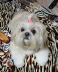 Belinha