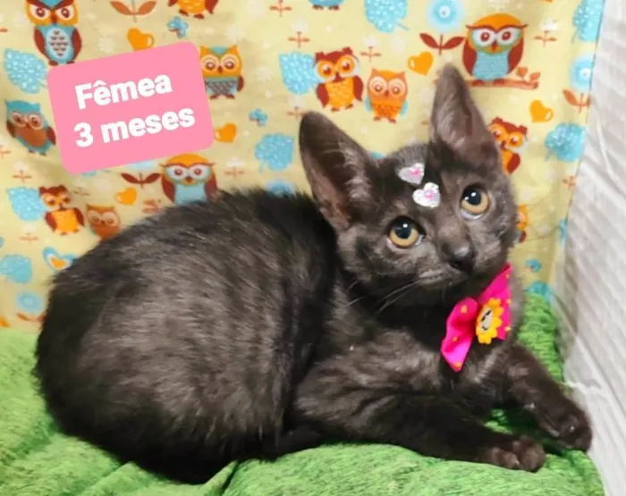 Gato raça SRD-ViraLata idade 2 a 6 meses nome Borboleta 